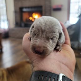 Weimaraner Puppies from Alpha Weims by The Mattas Kennel