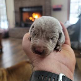 Weimaraner Puppies from Alpha Weims by The Mattas Kennel