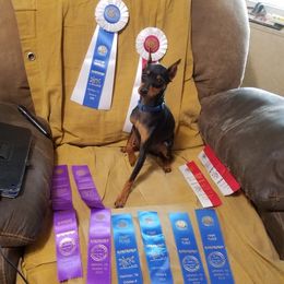 Zia - Miniature Pinscher