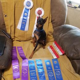 Zia - Miniature Pinscher