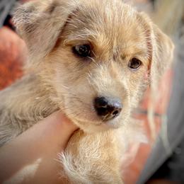 Aussiedoodle and Leopardoodle Puppies from A Puppy Crush