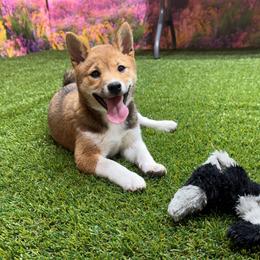 Daisy - Red female Shiba Inu puppy in Arcola, Illinois from Highline Puppies