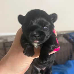 Gezza - Black female Morkie puppy in Florence, Kentucky from 4paws4ever by Design