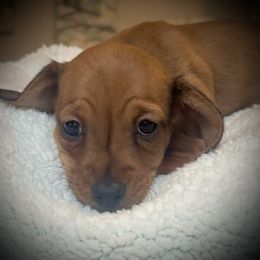 Frodo Baggins - Red male Dachshund puppy in Boerne, Texas from Maravillas Dachshunds LLC