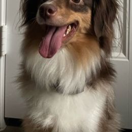Miniature Australian Shepherd Puppies from Pale Moon Aussies
