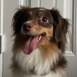 Miniature Australian Shepherd Puppies from Pale Moon Aussies