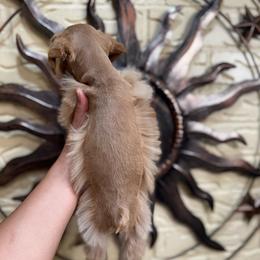 Buttercup - Wheaten male Miniature Schnauzer puppy in Edinburg, Texas from Forever Schnauzers