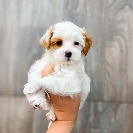 W E L L S  10-12lbs - Red  male Goldendoodle puppy in Richfield, Utah from Cedar Doodles- Home of the Teddybear Goldendoodle