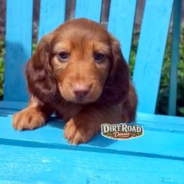 Willy - Red male Dachshund puppy in O'donnell, Texas from Dirt Road Doxies