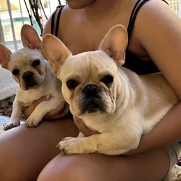 French Bulldog and Labrador Retriever Puppies from Desiree Ortiz's French Bull Dogs and Labrador Retrievers