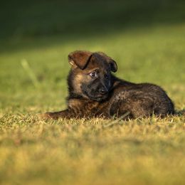 German Shepherd Puppies from Sommerfeld German Shepherds