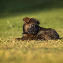 German Shepherd Puppies from Sommerfeld German Shepherds
