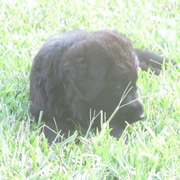 German Shepherd Puppies from V Diamondburg Kennels