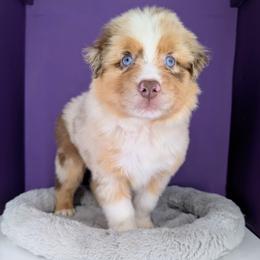 Quinn5Boy2- RMM,NBT, blue eyes likely, CHIC-OFA-DNA-AKC Titled Parents - Red merle male Australian Shepherd puppy in South Hill, Virginia from Silverside Aussies LLC