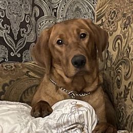 Scarlet - Labrador Retriever