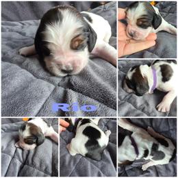 Rio Black tipped sable - Black white and tan male English Springer Spaniel puppy in Waynesburg, Ohio from Rebels Ridgeview Acres