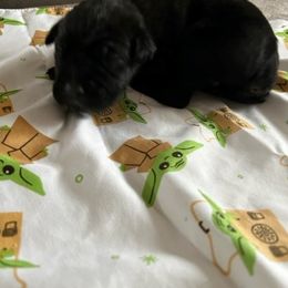Cane Corso Puppies from Ironside Cane Corso