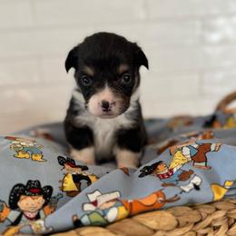 Cash - Black and tan male American Corgi puppy in Red Bluff, California from Circle T Livestock & K9 Co.