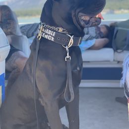 Cane Corso All Grown Up from WesCo Kennels