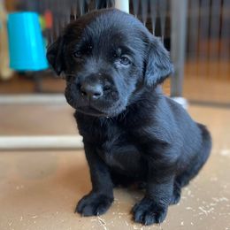 Labrador Retrievers from Ducktown Retrievers