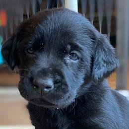Labrador Retrievers from Ducktown Retrievers