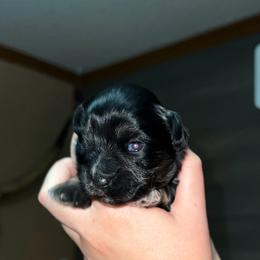 Chandler - Black male Miniature Schnauzer puppy in Miami, Florida from Chiquiticos Shnauzers