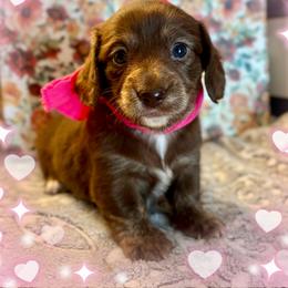 Jill - Chocolate and tan female Dachshund puppy in Aiken, South Carolina from State Eight Dachshunds