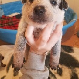 Australian Cattle Dog Puppies from LoveAHeeler