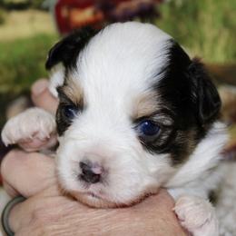 Black Tri-2 - Black tri female Miniature Australian Shepherd puppy in Ronan, Montana from Dirt Road Aussie’s of Montana