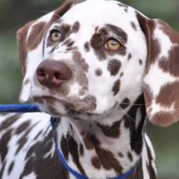 Dalmatians from Janie's Dalmatians