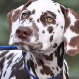 Dalmatians from Janie's Dalmatians