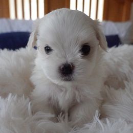 Puppy 2 - White male Maltese puppy in Palatka, Florida from Boshi Maltese