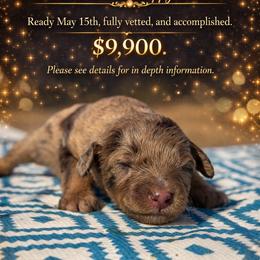 Spritz - Trained Puppy - Chocolate merle female Bernedoodle puppy in Youngstown, Florida from Wonderland’s Boujie Kennels