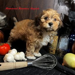 Havanese Puppies from Homeward Havanese, LLC
