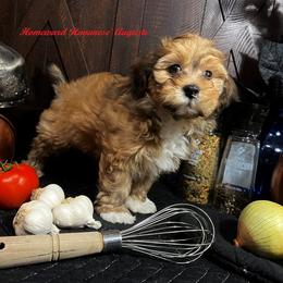 Havanese Puppies from Homeward Havanese, LLC