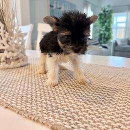 Pascal 2250 Back to school special - Black tan and white male Biewer Terrier puppy in Cartersville, Georgia from Alpha Tiny Paws