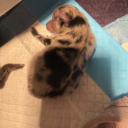 Boy 1 - Blue merle male Pomeranian puppy in Windham, Maine from New England Exotic Pomeranians