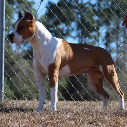 American Staffordshire Terriers from Homegrown Amstaffs