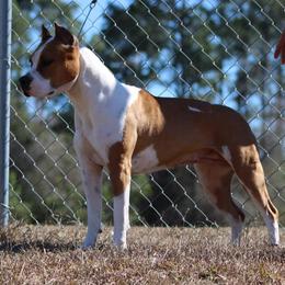 American Staffordshire Terriers from Homegrown Amstaffs