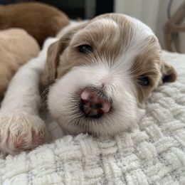 Goldendoodle Puppies from Edge Farm Goldendoodles