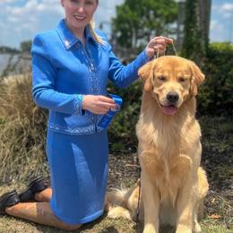 Golden Retriever Puppies from Aubergine Goldens