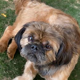 Shih Tzu Puppies from North State Shih tzus