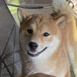 Hoshi - Shiba Inu