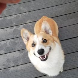 Pembroke Welsh Corgis from East Coast Corgis