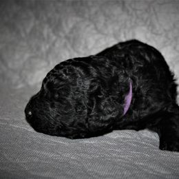 Great Dane and Poodle Puppies from StrayDog Great Danes and Standard Poodles