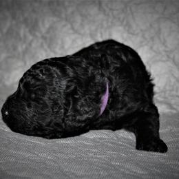 Great Dane and Poodle Puppies from StrayDog Great Danes and Standard Poodles