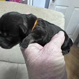 Female 2 - orange collar - Salt and pepper female Miniature Schnauzer puppy in La Fayette, Georgia from Daniels Mini Schnauzers