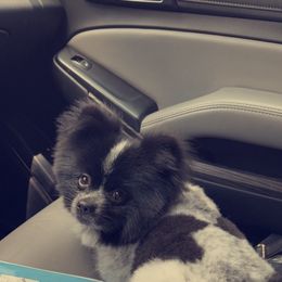 Pomeranian Puppies from Krazzy Pommys