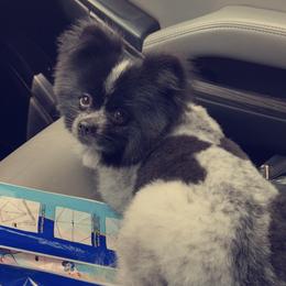 Pomeranian Puppies from Krazzy Pommys