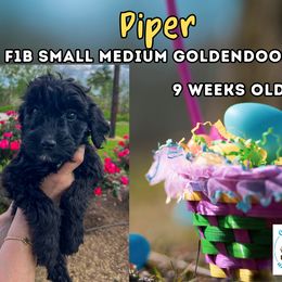 Piper - Black Goldendoodle puppy in Raceland, Louisiana from Cajun Doodles